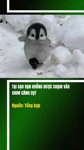 Tại sao không được chạm vào chim cánh cụt #K#KienthucK#KhamphaK#Khoahoct#trendingx#xuhuong