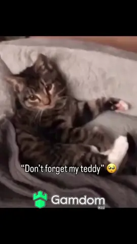 #viral #trending #animals #fypシ #catsoftiktok 