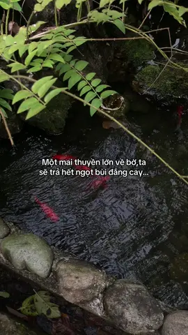 …#tamtrang #story 