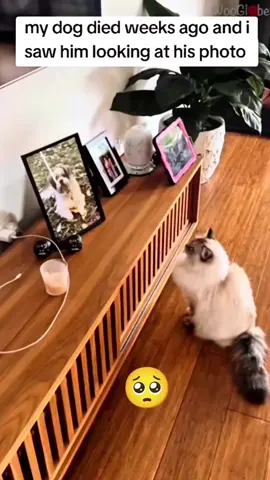 cute cat amazing video emotional#fypgakni #cats #cat #funnycat #funnyvideos 