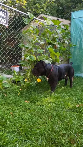 #canecorso #canecorsofamily #canada #canecorsolovers #canada_life 