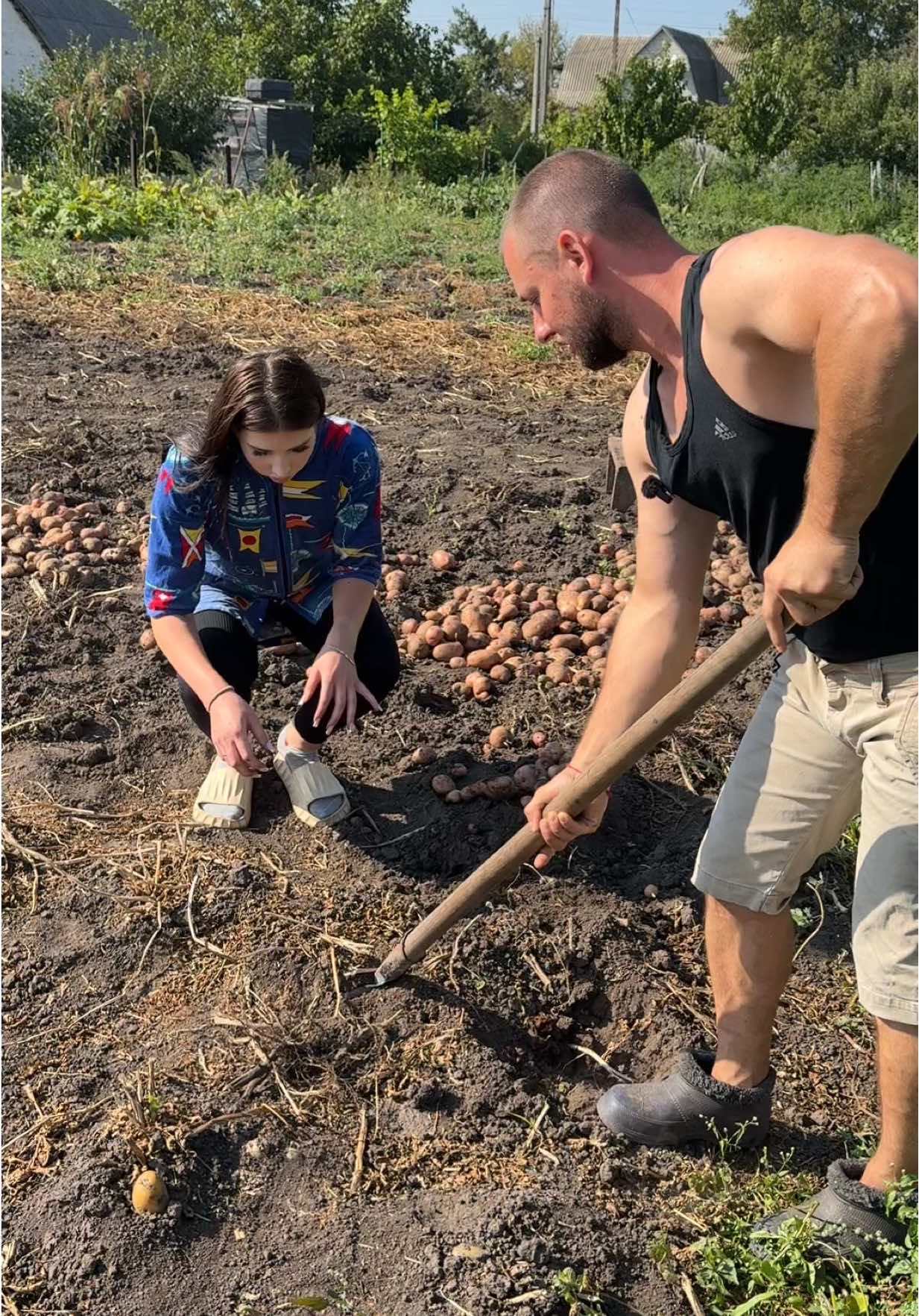 Викопуємо Картоплю 🥔