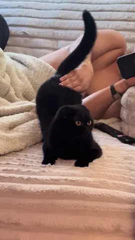 Goodmorning booty smacks to really help start your day off HEHEHEEH #fyp #cats #catsoftiktok #goodmorning #boyfriendgoals #scottishfold 