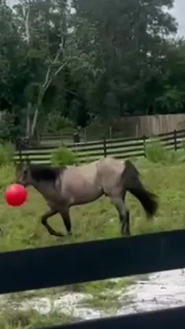 #horsesoftiktok #ithaca @Terri_Fritz784 #fyp 