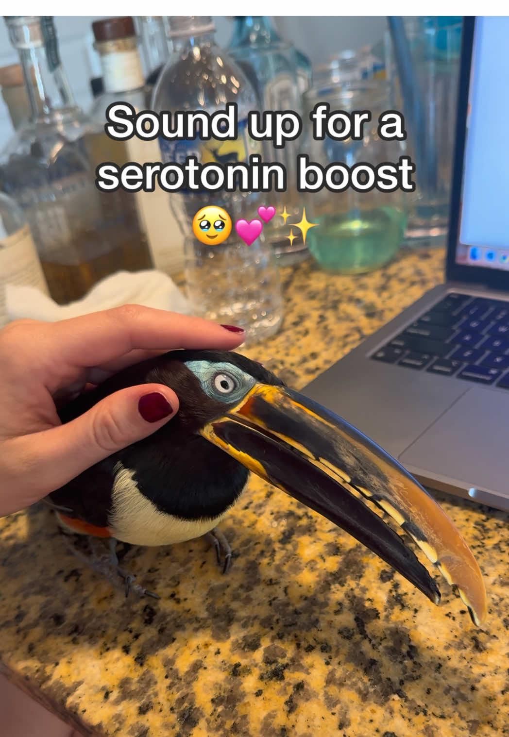 He was loud today 😂  #toucan #bird #asmr #pets #animals 