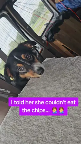 She thinks she can guilt trip me... #spoileddog #dogsoftiktok #puppytiktok #puppydogeyes 