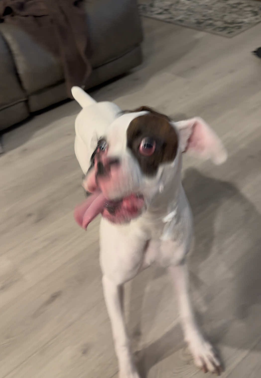 Wankis Frankis #funny #cute #puppy #dog #fyp 