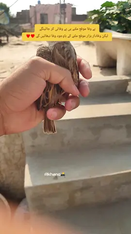 #fyp #akhano #viral #khokharwali #ماشاءاللّٰه_سبحان_اللّٰه_💖 