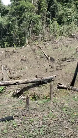 WAWAK HUTAN | Monyet datang minta minum | MUSIM MENUGAL | WAWAK MINUM ES #binatang  #fyp  #binatqnghutan #monyet 