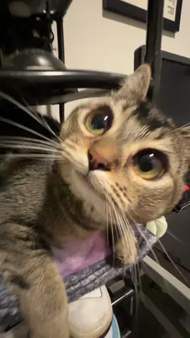like sugar on my tongue #fyp #cat 