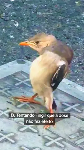 Esse vídeo é muito bom 😂 #Animales #animals 