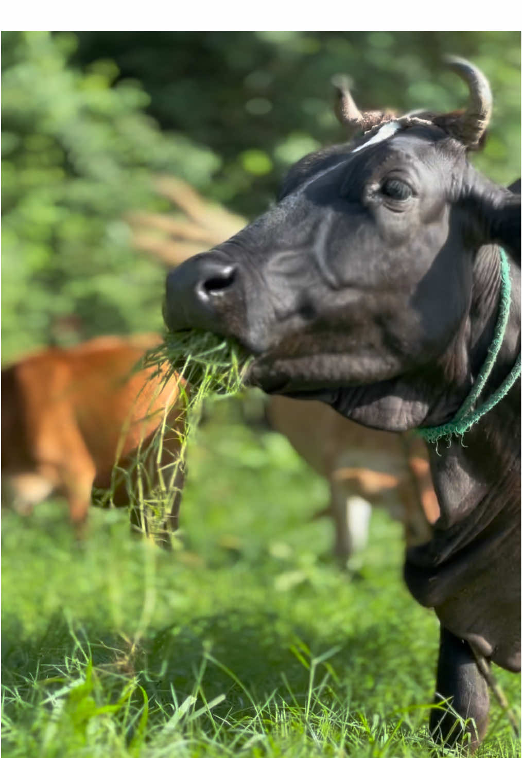 Cow Eating Fress Grass #cow #dairyanimal #farmlife #villagelife #viral 