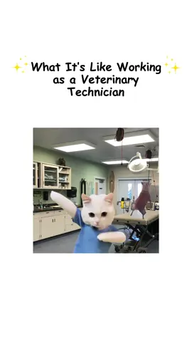 What it’s like working as a Veterinary Technician explained by kitty #catanimation #vettech #explainedbykitty #explainedbycats #working 