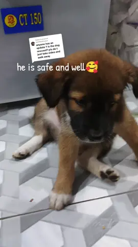 Membalas @wolfiebabypoo #dogsoftiktok 