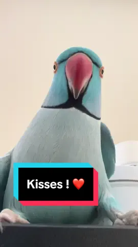 Gimme kiss ! ❤️ #birdsoftiktok #cute #kiss #fyp #trending 