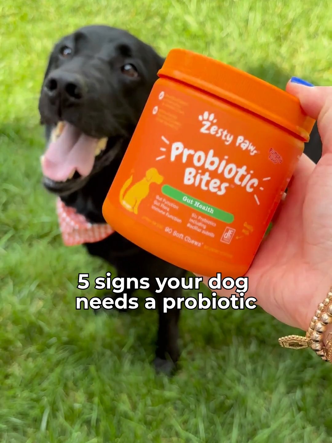 Good gut health isn’t just for humans. 🐶 If your pup is showing these signs, consider a daily Probiotic Bite to get their digestion in check. #ZestyPaws #Dog #DogHealth #DogSupplements #DogLife #PetParent