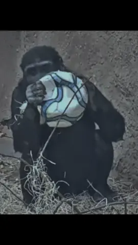 Makongo's Incredible First Year: From Heartbreak to Hope#zoo #foryoupage #foryou #fyp 