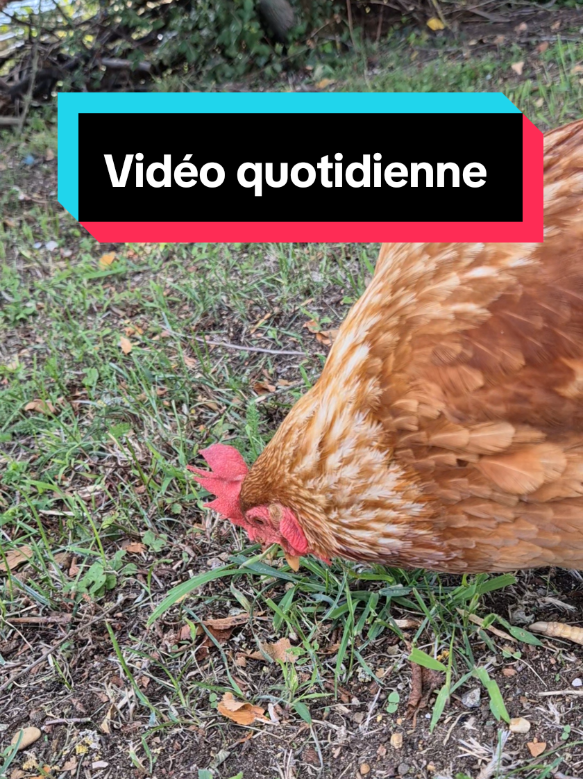 Vidéo quotidienne de mes poules  #poules #pekinbantam #ameraucana #poulailler #oeufs 