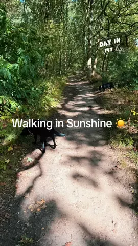 Tess🩷Floki🩵Thora💕#cockerpoo #labrador #Patterdale #sherwood forest