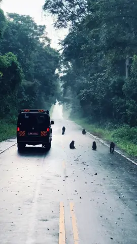 Road Trip Vibes 🚙En route to Murchison Falls National Park, You make a magical drive through Budongo Forest which home to baboons, monkeys, and incredible birdlife 🐒🦜. #exploreuganda #traveltiktok #visituganda #roadtrip #murchisonfallsnationalpark 