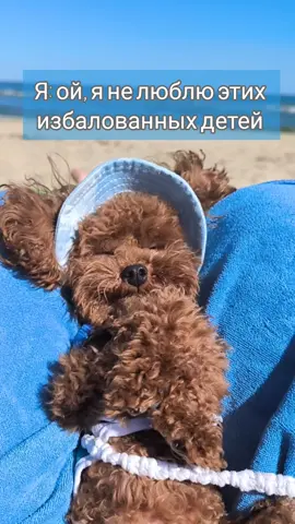 Зацелованная в попу #funnydog #doghumor #dogcomedy #funnyanimals #doglover
