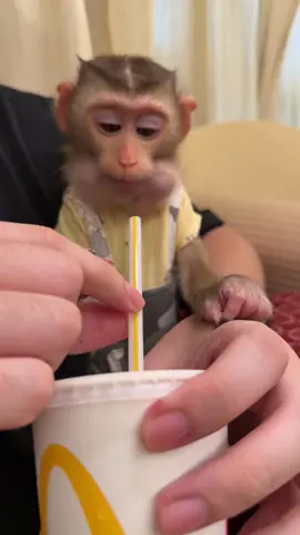 BiBi first time eating Mc Donald’s 😋 #monkey #pets #viral #foryou 