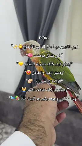 إذا تفكر تربي طير… الكنيور بيخطف قلبك قبل نظرك! 😍   #كنيور #طيور_الزينة #conure #petbird  #bird_lover29 