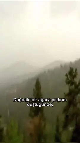 ⚡️ Yıldırım Düşen Ağaçtan “Siyah Elmas” Bileklik! 💎🌲