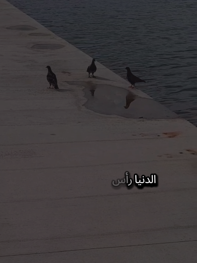 الدنيا رأس مالها عزة النفس ومكسبها السمعة الطيبة ونحنا سمعتنا جبناها بالأخلاق والمواقف ما جبناها بالمصاري لك أوسخ شيء بالحياة إنك تشوف ندالة إبن بلدك بالغربة  #اسطنبول #تركيا #الغربة #مغترب #شعروقصايد 