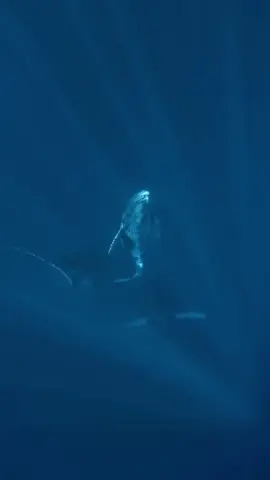 Watching a giant humpback whale ride the waves was an unforgettable experience 🚀🤯🔥💯#wonderfulocean 