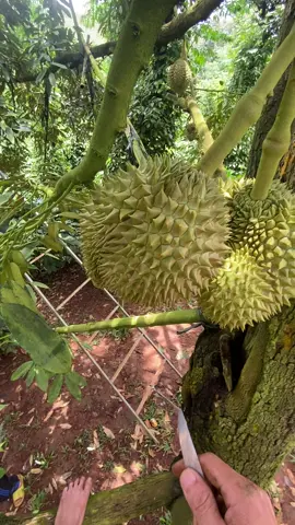 Kết thúc đak nông 