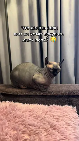 Теперь вам точно их купят #лысикоти #лысипопи #сфинкс #животные #sphynx 