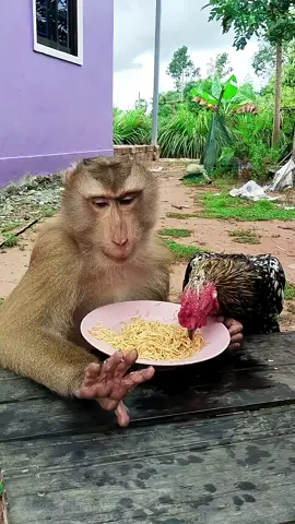 #animals #MonkeyDaily #MonkeyVideos #CuteMonkey #usa🇺🇸 
