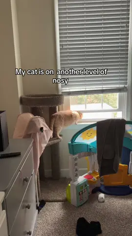 He was shocked at what he heard #cat #catsoftiktok #fyp #foryou #foryoupage 