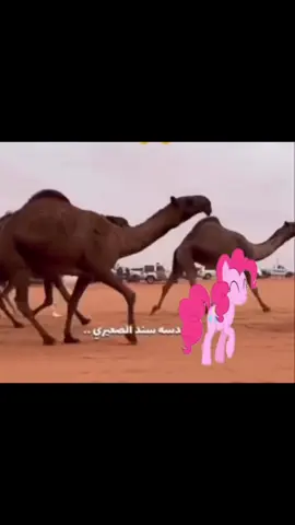 #بني_اكوستريا #ملب #مهرتي_الصغيرة🦄 #مهرتي_الصغيره #الشمري 