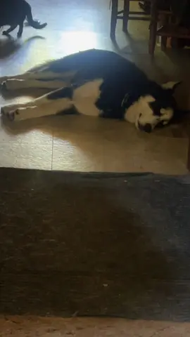 #husky #dogtok #facts 