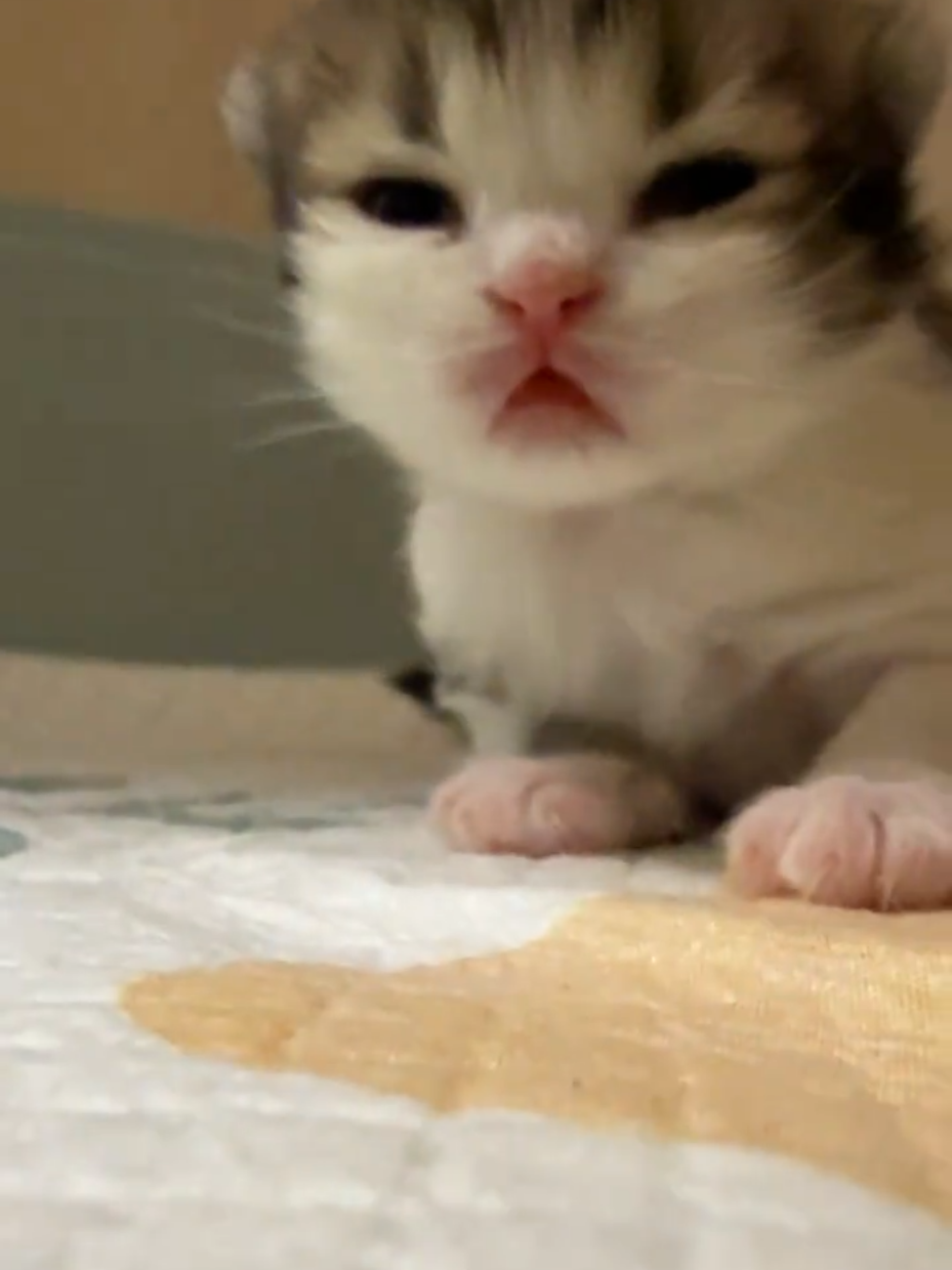 So cute #cutecat #pet #kucing #kitty 