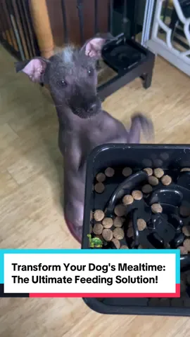 🐶 Is your dog a fast eater? It can lead to discomfort! We found the perfect solution: a dual-bowl setup that promotes slow feeding, prevents spills, and adjusts to your pup’s height! 🥳  Say goodbye to mealtime messes and hello to a healthier experience! Click the link to upgrade your pet’s feeding today! 🛒❤️ #DogLovers #PetCare #HealthyPets