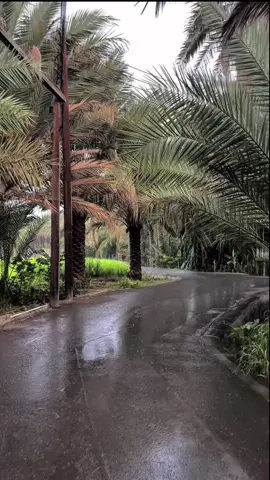 #مطر#شجر #نخيل 