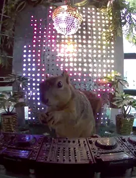 Sherman in the pocket today and keeping the vibes high with pecans, and a future classic from @Kevin McKay 🌴🌳🌰🪩🐿️🎧 Record Label: @Glasgow Underground  #squirrel #dj #housemusiclovers #kevinmckay #glasgowunderground  
