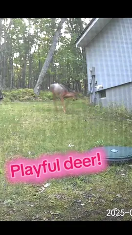 #animals #deer  #nature #wildlife 