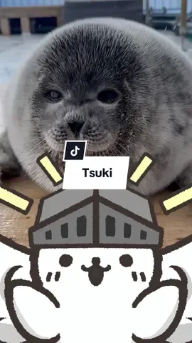 This baby seal is louder than adult seals and has worse manners than your little cousin. Meet Tsuki, the daughter of Yo Chan, at Tokkari Center. When staff say 'Good morning!' she responds right back with her own sounds. She's known as the chattiest seal at the facility - constantly vocalizing, making dinosaur-like 'GOOO' sounds, and never staying quiet. But what makes her THIS chatty - most seals don't even talk this much. Why is this baby seal so vocal compared to everyone else? There’s much more to it than Tsuki just being bratty - it's Tsuki actively learning social skills. Young seals use vocalization to practice communication, establish bonds, and figure out their place in the group. So every time she responds, she's kinda attending seal social school. But there's actually more happening. Baby seals are typically the loudest members of the colony because they're in a critical learning phase. Pups can actually adjust their pitch and volume because they're one of the few mammals capable of vocal learning, the same ability that helps humans develop speech. And Tsuki is experiencing something called the Lombard Effect - she's automatically adjusting her vocal volume to compete with the noisy environment at Tokkari Center. As you may have seen, there’s constant visitors, staff interactions, and facility sounds, so she's learned to speak up to be heard. And she has the freedom to do this because she was born in captivity, away from possible predators. And if you compare that to the other rescue residents at Tokkari Center, it makes tsuki sound even louder!  But at least she has better manners than her mom Yo Chan, who will just ignore you when you say good morning So if you had the chance to speak to Tsuki, what would you tell her? #seals #animals #marineanimals #cute 