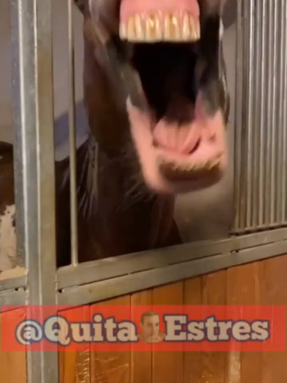 #funnyvideos #videosderisa  #kikkosatta #videoengracado  #quitaestres .