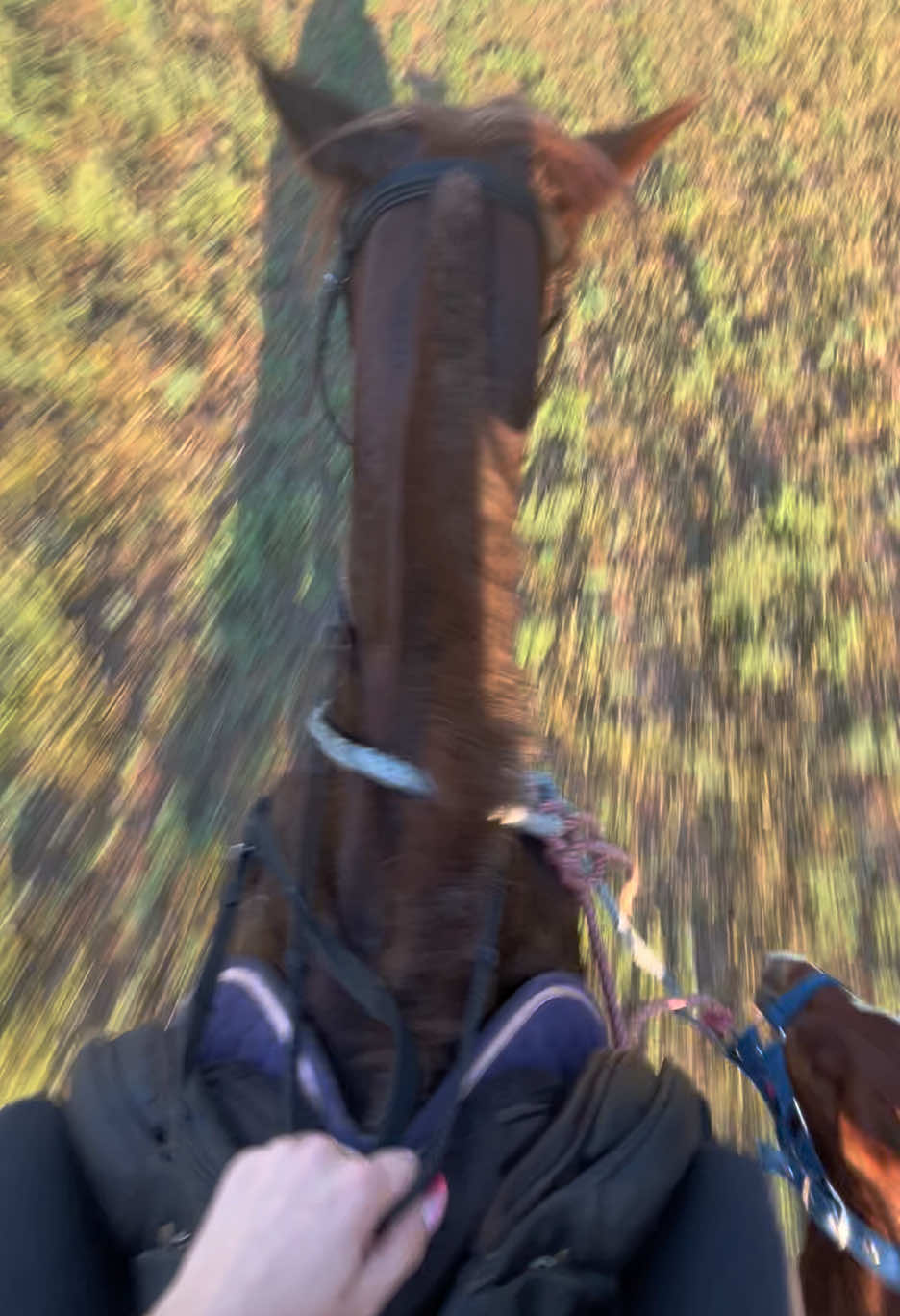 Sárgáim🤭❤️#foryoupage #viral #fyp #horseriding #viralvideo 