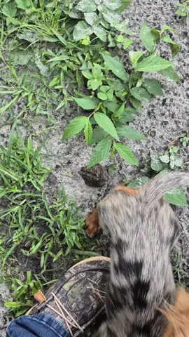 toad mb #nature#dog#frog#toad