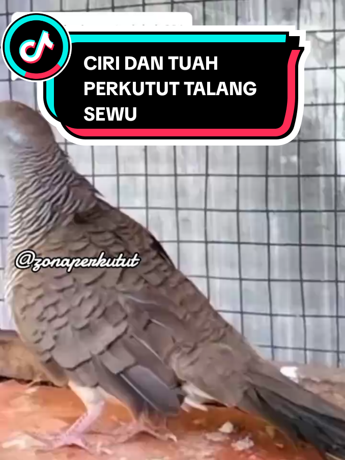 Membalas @krisrio926 CIRI DAN TUAH PERKUTUT TALANG SEWU #perkututlokal #perkututgacor #perkutut #perkututkaturanggan #fyppppppppppppppppppppppp 