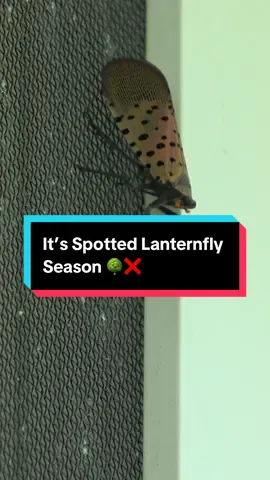 ‘Tis the season of stopping the spotted lanternfly spread! #SpottedLanternflies #InvasiveSpecies #LanternflyPrevention 