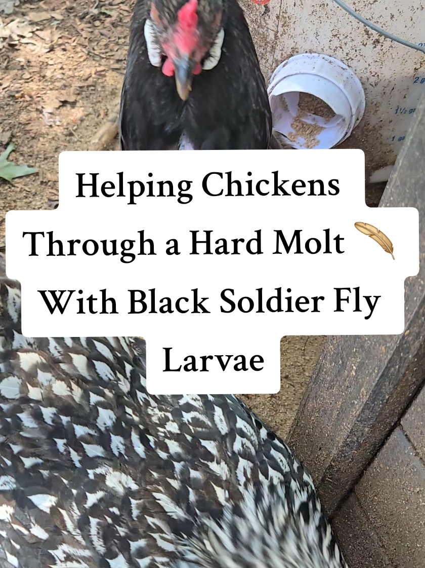 When chickens go through a hard molt, they need extra protein to regrow strong, healthy feathers. 🪶 Our secret? Black soldier fly larvae! They’re packed with protein, calcium, and nutrients—perfect for supporting your flock through the toughest part of the molt. 🐓💪 #ChickenCare #MoltingSeason #BackyardChickens #ChickenTreats #FarmTok