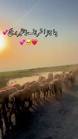 🥺💕#fyp #village8k #foryou #سنگت_ویڈیو_وائرل_کریسو_آپ_ہیں🥀🌼🙈✨🎇 