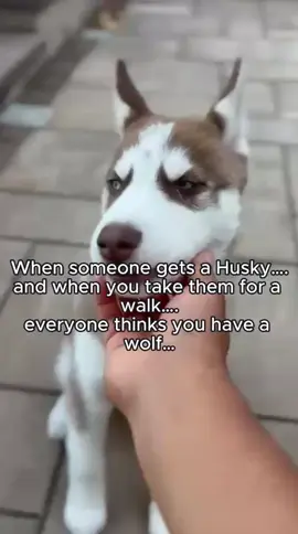 Attention all husky owners, does this happen to you? 